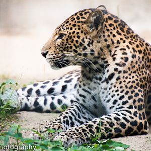 Javan Leopard