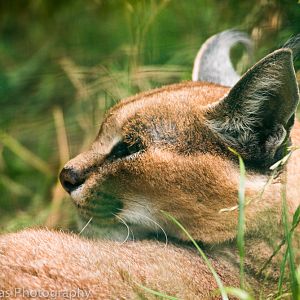 Caracal