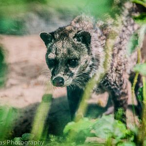 Malayan Civet