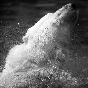 Polar Bear