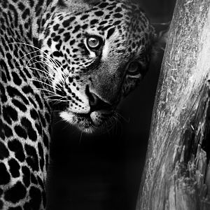 Javan Leopard