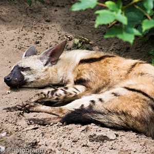 Eastern Aardwolf
