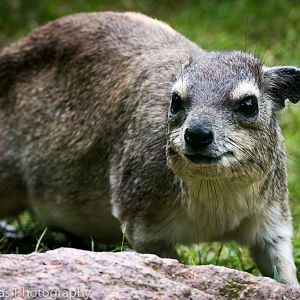Yellow-spotted rock hyrax