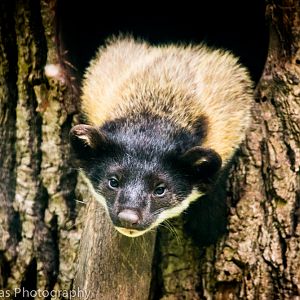 Northern yellow-throated marten