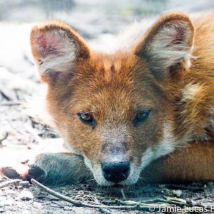 Chinese dhole