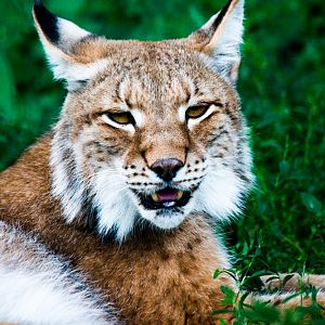 Central Asian lynx