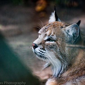 Bobcat
