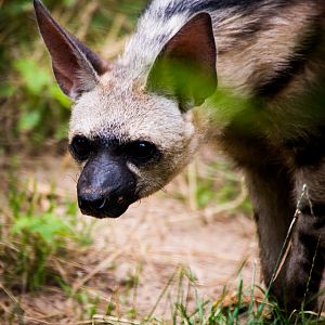 Eastern Aardwolf