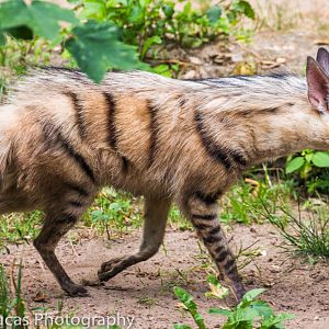 Eastern Aardwolf