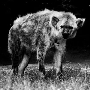 Spotted Hyena