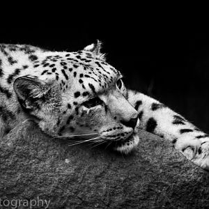 Snow Leopard
