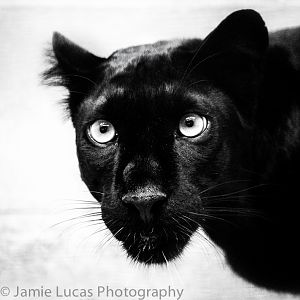Black Leopard