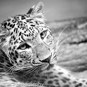 Javan Leopard
