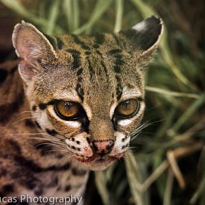 Central American margay