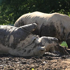 White Rhino in new Mud Wallow