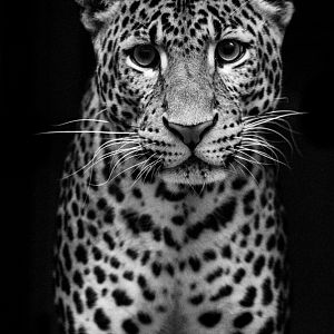 Javan Leopard