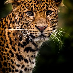 Javan Leopard