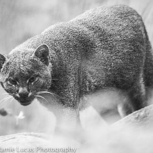 Jaguarundi