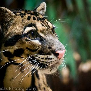 Clouded Leopard