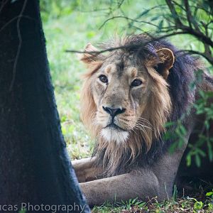 Asiatic Lion