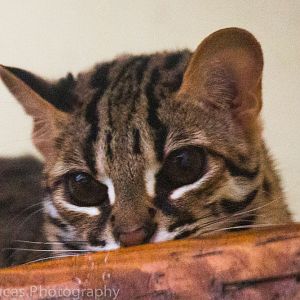 Palawan Leopard Cat