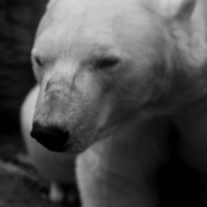 Polar Bear