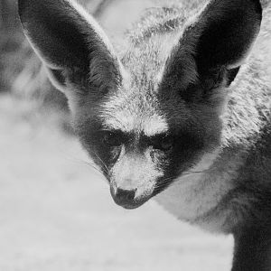 Bat-Eared Fox