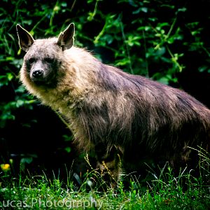 Brown Hyena