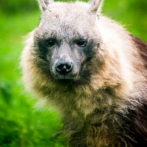 Brown Hyena