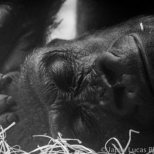 Western Lowerland Gorilla