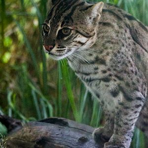 Fishing Cat