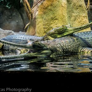 Gharial
