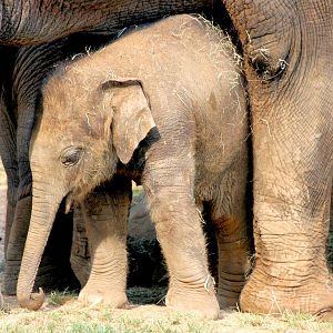 Asiatic elephant calf; Whipsnade; 23rd July 2016