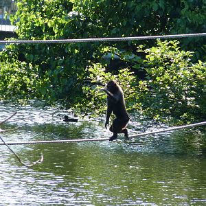 Sulawesi Crested Macaque, July 2016