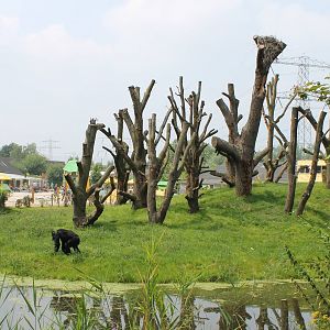 Chimp outdoor enclosure