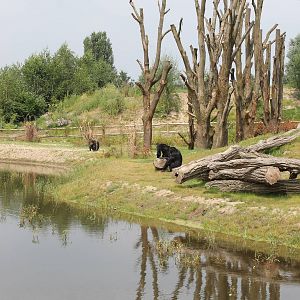 Chimp outdoor enclosure