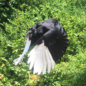 Jul. 2016 - Wings of Wonder - Abyssinian Ground Hornbill