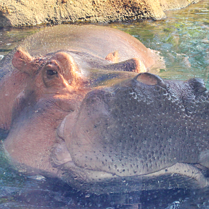 Jul. 2016 - Africa - Hippo Cove - Henry