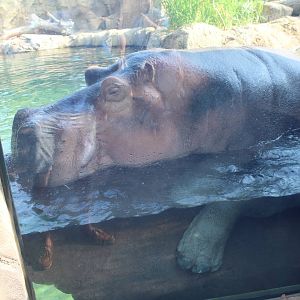 Jul. 2016 - Africa - Hippo Cove - Henry and BiBi Mating