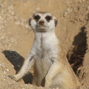 Jul. 2016 - Africa - Meerkat