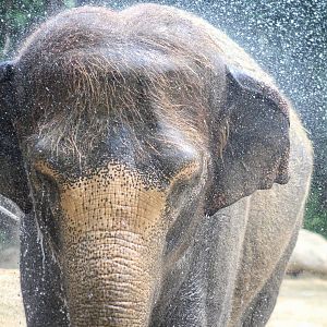 Jul. 2016 - Elephant Reserve - Jati