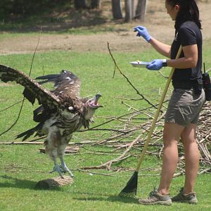 Jul. 2016 - Africa - Vulture Training Session