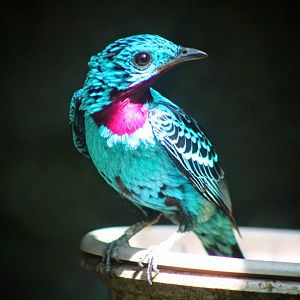 Jul. 2016 - World of the Insect - Spangled Cotinga