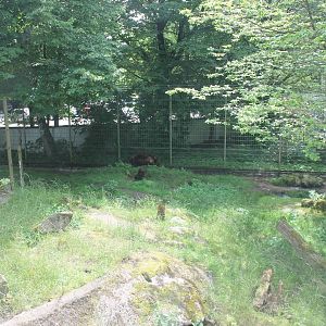 Brown bear enclosure