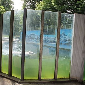 Polar bear viewing window