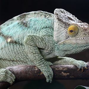 Parson's Chameleon at Chester 25/07/2016