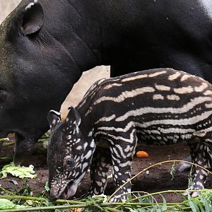 Baby Malayan Tapir with mother at Chester 25/07/2016