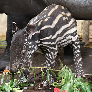 baby Malayan Tapir at Chester 25/07/2016