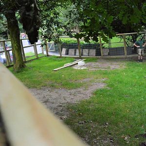 Giant anteater enclosure under construction