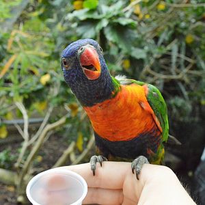 Lorikeet walkthrough